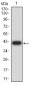 Mouse Monoclonal Antibody to SEC31A